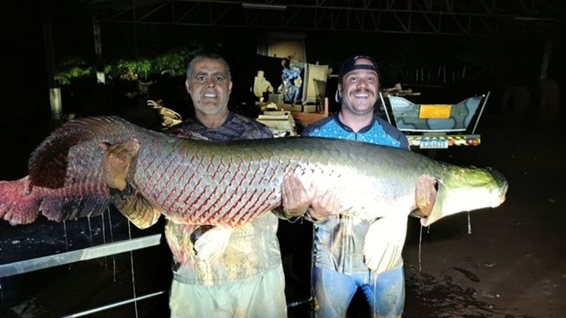 Cận cảnh con cá khổng lồ nặng 124kg.