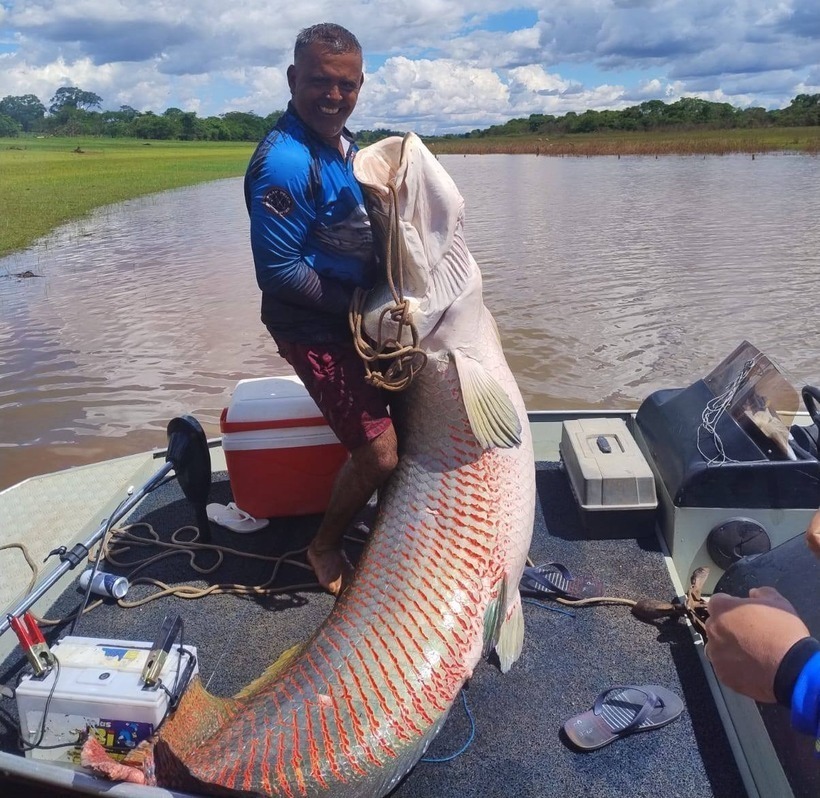 Con cá hải tượng long khổng lồ.