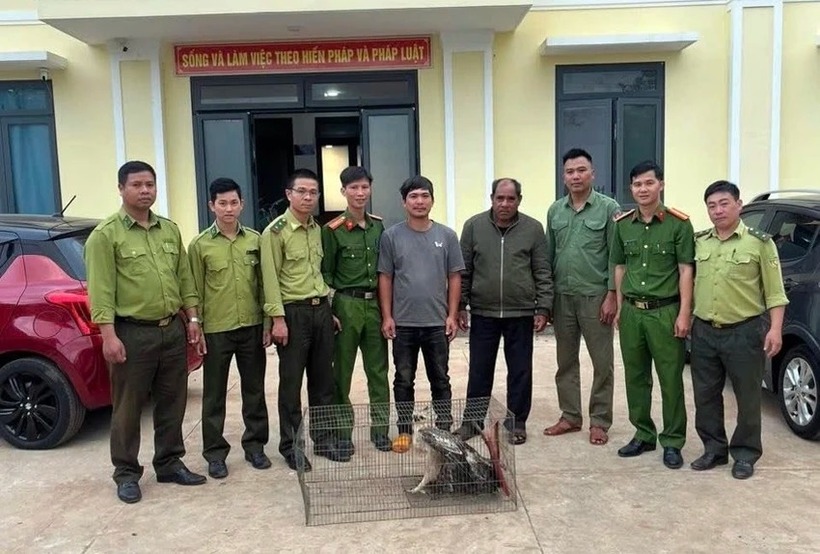 Người dân giao nộp đại bàng núi cho cơ quan chức năng. Ảnh: PLO