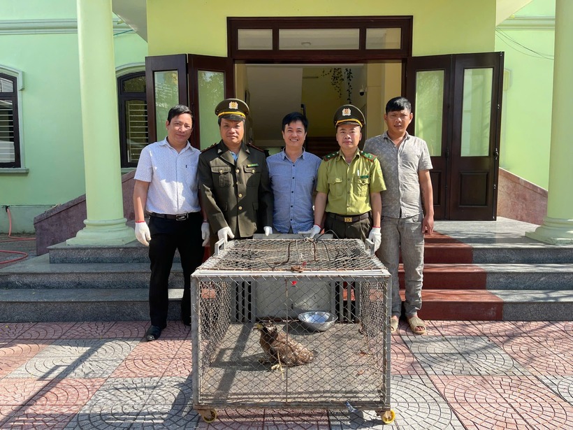 Cá thể diều hâu Miến Điện được giao nộp cho cơ quan chức năng. Ảnh: Sức khỏe & Đời sống
