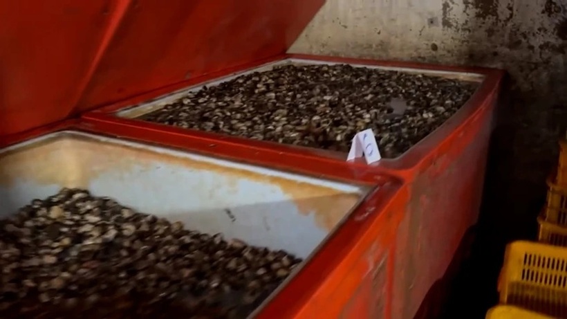 Toàn bộ số ốc phát hiện tại cơ sở của ông Trường đều có chứa Natri Silicate. Ảnh: PLO