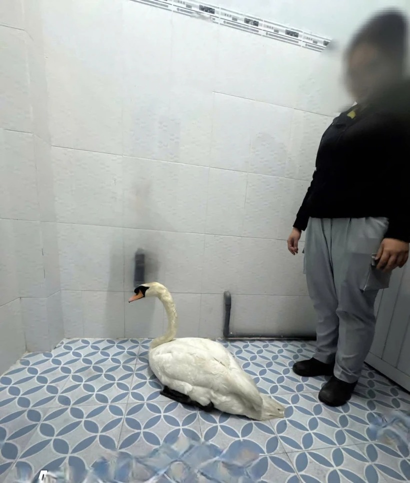 Cơ quan chức năng đã thu hồi con chim thiên nga trắng. (Ảnh: Cơ quan công an)