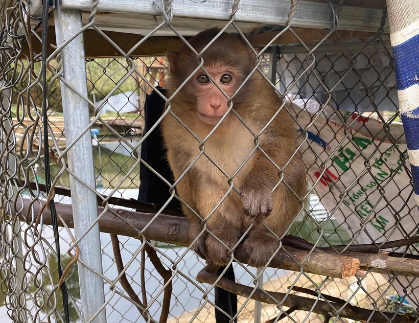 Cá thể khỉ vàng được phát hiện tại nhà anh Hà Văn Chính. (Ảnh: Cơ quan công an)