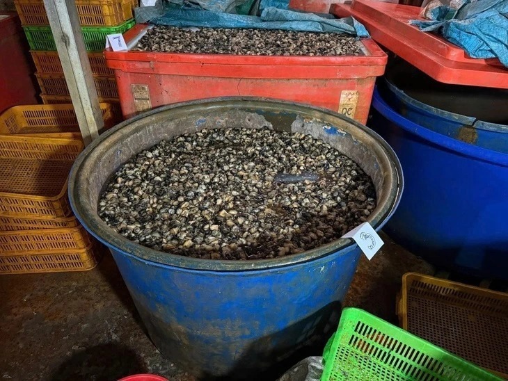 Thịt ốc bươu đã qua sơ chế, được ngâm trong dung dịch hóa chất natri silicate. Ảnh: Công an TP.HCM.