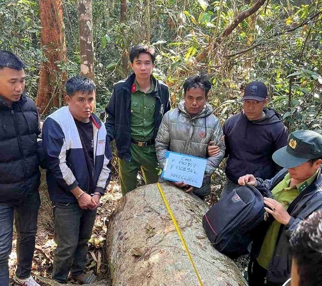 Nhóm lâm tặc khai thác gỗ dổi bị Công an xã Bảo Lâm 5 bắt giữ. Ảnh: Lao động