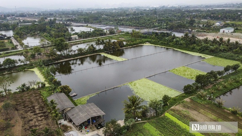 Mô hình tôm - lúa đang cho hiệu quả kinh tế cao.