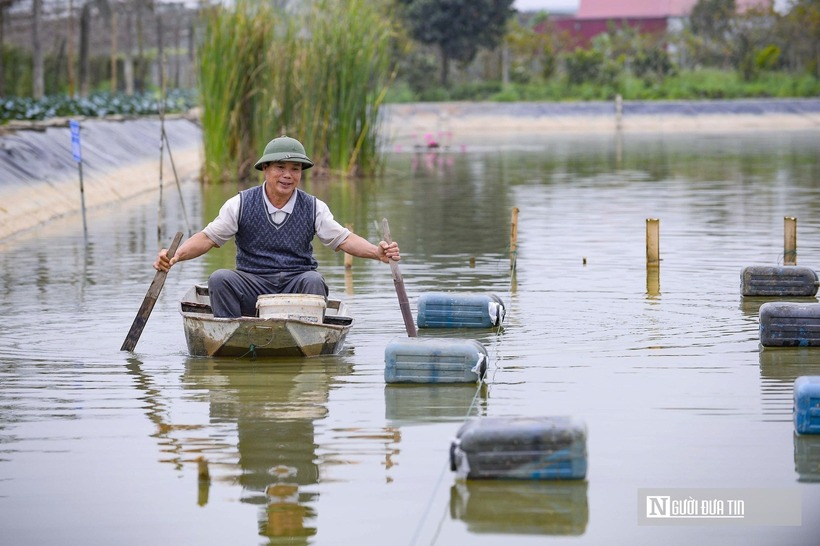 Ông Trần Xuân Hạnh đang kiểm tra ao tôm sắp tới kỳ thu hoạch.