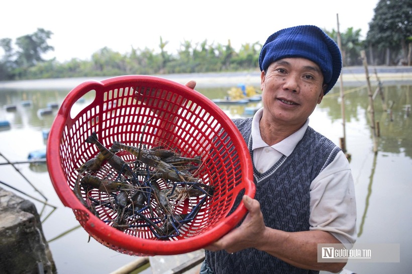 Tôm càng xanh đang cho hiệu quả kinh tế gấp 4-5 lần mô hình cá - lúa.