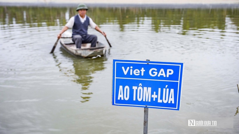 Sản phẩm tôm càng xanh đã được chứng nhận Viet GAP.