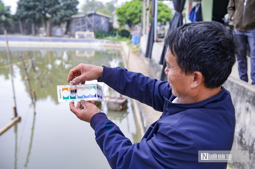 Người nuôi tôm phải thường xuyên kiểm tra chất lượng nước, độ pH, yếu tố quyết định sự sống còn của tôm.