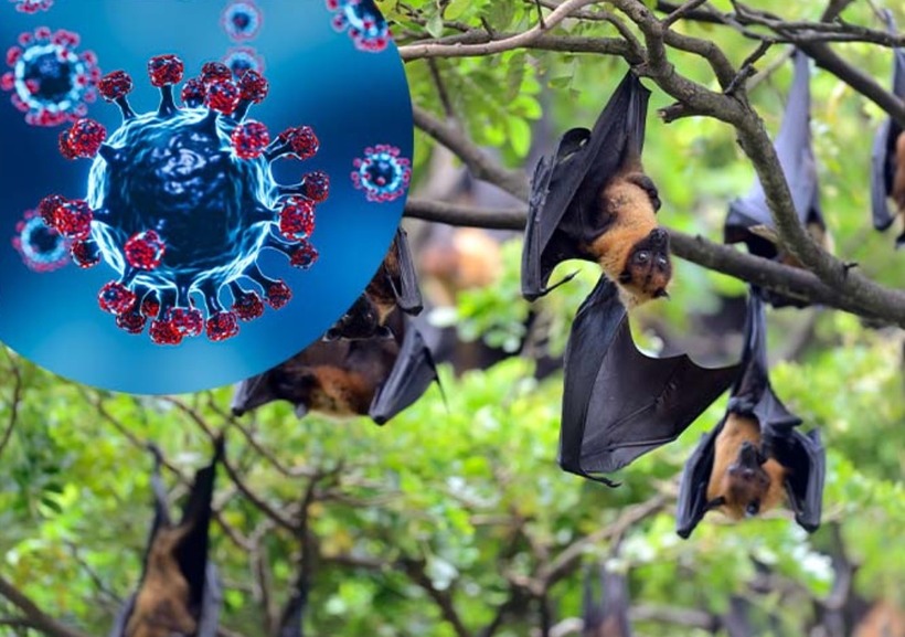 Nipah không phải là virus mới mà là tác nhân gây bệnh đã được y văn thế giới ghi nhận từ rất lâu. Ảnh minh họa: Getty