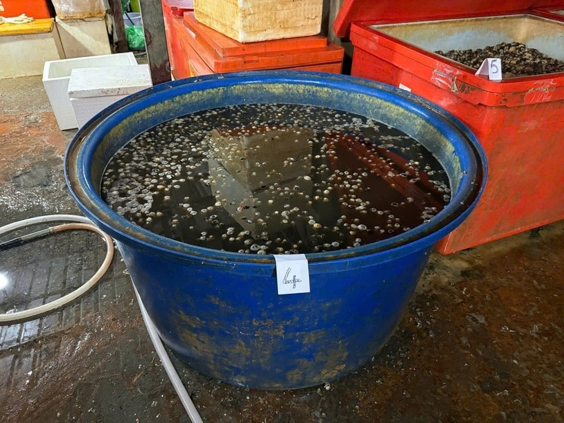 Thùng ngâm thịt ốc bằng hóa chất. (Ảnh: Cơ quan công an)