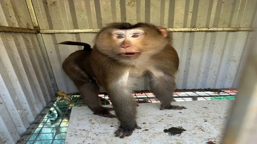 Cá thể khỉ mốc do người dân bắt được. (Ảnh: PLO)