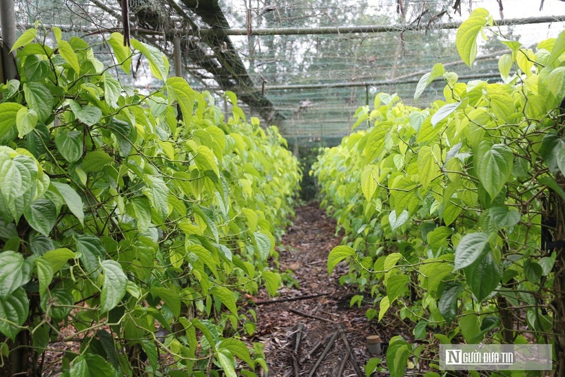 Những ngày này, người dân xã Nghi Ân cũ, nay là phường Vinh Phú, tỉnh Nghệ An đang tất bật công việc chăm sóc, thu hoạch phục vụ nhu cầu Tết Nguyên đán. Theo các hộ trồng trầu không, những tháng cuối năm thời tiết thuận lợi, cây sinh trưởng tốt cho năng suất cao và ít bị bệnh nấm lá. Dịp gần Tết, nhu cầu thờ cúng nhiều, giá trầu tăng cao so với ngày thường đem lại nguồn thu nhập khá cho người dân.