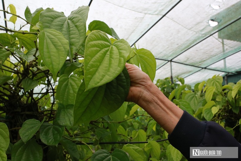 Trồng cây “đếm lá tính tiền”, nông dân Nghệ An thu bạc triệu dịp cận Tết - 10