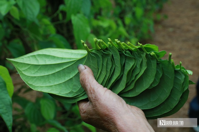 Người dân phải đi thu rơm rạ, lá dừa,...phủ dưới gốc để điều chỉnh nhiệt độ cho vườn trầu.