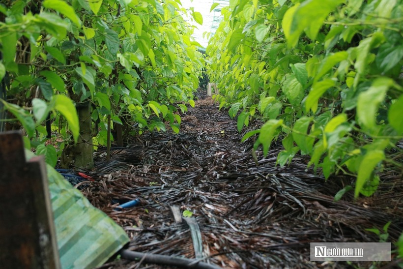 Theo người dân nơi đây, trồng và chăm sóc cây trầu dễ mà khó. Dễ bởi cây trầu sống khỏe, cho lá quanh năm, ít sâu bệnh. Nhưng muốn có được những lá trầu vừa to đẹp, thơm ngon thì không phải ai cũng rành kỹ thuật chăm sóc.