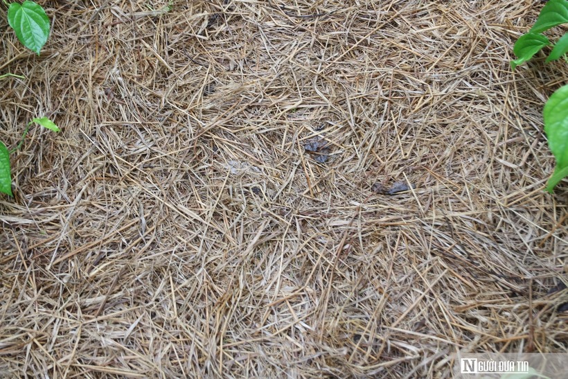 Trồng cây “đếm lá tính tiền”, nông dân Nghệ An thu bạc triệu dịp cận Tết - 12