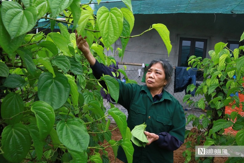 “Công việc làm trầu tuy có vất vả nhưng so với những loại cây trồng khác thì cây trầu vẫn cho hiệu quả kinh tế cao hơn. Chi phí đầu tư ít nhưng thu nhập ổn định quanh năm”, bà Diện chia sẻ.