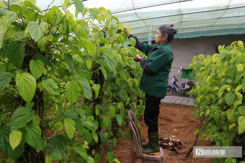 Trầu không ở đây nổi tiếng thơm ngon với lá trầu dày, vị cay nồng đặc trưng, nên được thương lái gần xa ưa chuộng và luôn tìm đến tận vườn thu mua và đưa đi tiêu thụ trong và ngoài tỉnh.