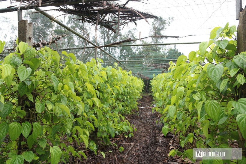 Trao đổi với Đời sống & Pháp luật, bà Nguyễn Thị Hương Lê – Chủ tịch Hội Nông dân phường Vinh Phú cho biết, năm nay do thời tiết mưa bão khắc nghiệt nên diện tích trầu cũng bị hư hỏng nhiều. Một số hộ đầu tư làm nhà lưới, hệ thống tưới hiện đại và có kinh nghiệm trong xử lý dịch bệnh thì cây phát triển tốt hơn nhiều. So với các loại hoa màu khác thì đây là loại cây mang lại cho người dân nơi đây một nguồn thu nhập ổn định, tạo sinh kế bền vững cho người dân.