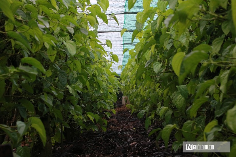 Gia đình bà Nguyễn Thị Hoa (trú tại phường Vinh Phú) hiện là hộ có diện tích trồng trầu không lớn nhất địa phương. Theo bà Hoa, gia đình bắt đầu gắn bó với cây trầu từ những năm 1990. Thời gian đầu, trầu chỉ được trồng với vài bụi để phục vụ nhu cầu gia đình và bán lẻ tại chợ. Những năm gần đây, nhu cầu trầu không tăng cao, mang lại giá trị kinh tế vượt trội so với nhiều loại cây trồng khác, nên gia đình bà quyết định mở rộng diện tích sản xuất. Hiện vườn trầu của gia đình có diện tích khoảng 1.500 m² với hàng trăm gốc trầu. Để cây trầu sinh trưởng tốt, gia đình đã đầu tư hàng chục triệu đồng xây dựng nhà lưới, lắp đặt hệ thống tưới tự động và mở rộng diện tích trồng ra khu vực ngoài ruộng.