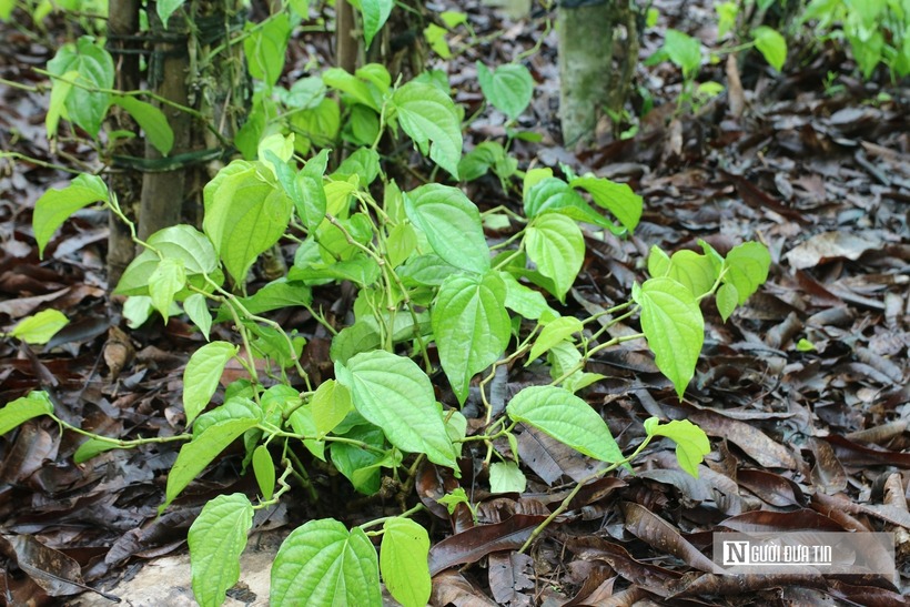 Trồng cây “đếm lá tính tiền”, nông dân Nghệ An thu bạc triệu dịp cận Tết - 5