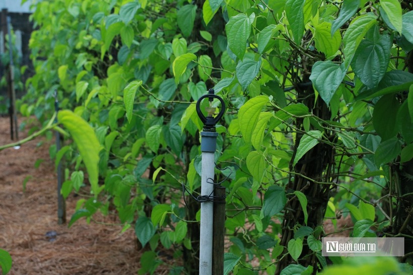 Trồng cây “đếm lá tính tiền”, nông dân Nghệ An thu bạc triệu dịp cận Tết - 6