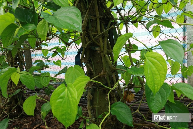 Trầu không được mệnh danh là loại cây trồng một lần, thu hoạch cả đời. Tuy nhiên loài cây này cũng khó tính, không chịu được hạn, lạnh, ngập úng và dễ nhiễm nấm. Đặc biệt, với cây trầu, không được sử dụng phân chuồng chưa ủ hoai mục để bón. Người dân cũng lắp đặt hệ thống tưới tiêu tự động để tưới tiêu.