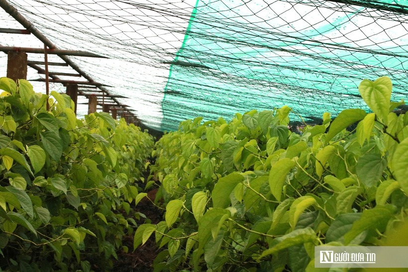 Nhiệt độ lý tưởng cho sự sinh trưởng, phát triển của cây trầu không là 20-30 độ C. Bởi vậy, nhiều gia đình đã trồng trầu trong nhà lưới, tưới nước để điều chỉnh nhiệt độ cho cây.