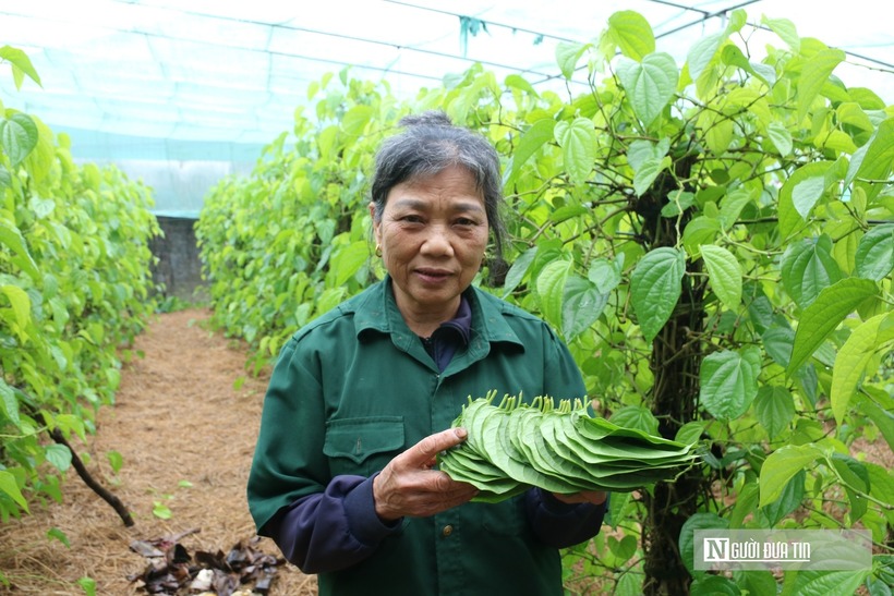 Bà Nguyễn Thị Diện, SN 1960, trú tại khối Kim Liên, phường Vinh Phú cho biết, thời điểm này khách đặt hàng nhiều hơn. Buổi sáng người phụ nữ này sẽ hái hàng, chiều thương lái đến nhập. "Bão vừa rồi cây trầu cũng bị hư hỏng nhiều. Năm nay phải mất gần 2 tháng mới "khắc phục" được sự cố do bão. Bắt đầu từ tháng này gia đình chúng tôi mới bắt đầu hái. Vì tôi già không thể đi chợ nên khách chủ yếu đến mua tại vườn", bà Diện cho biết.