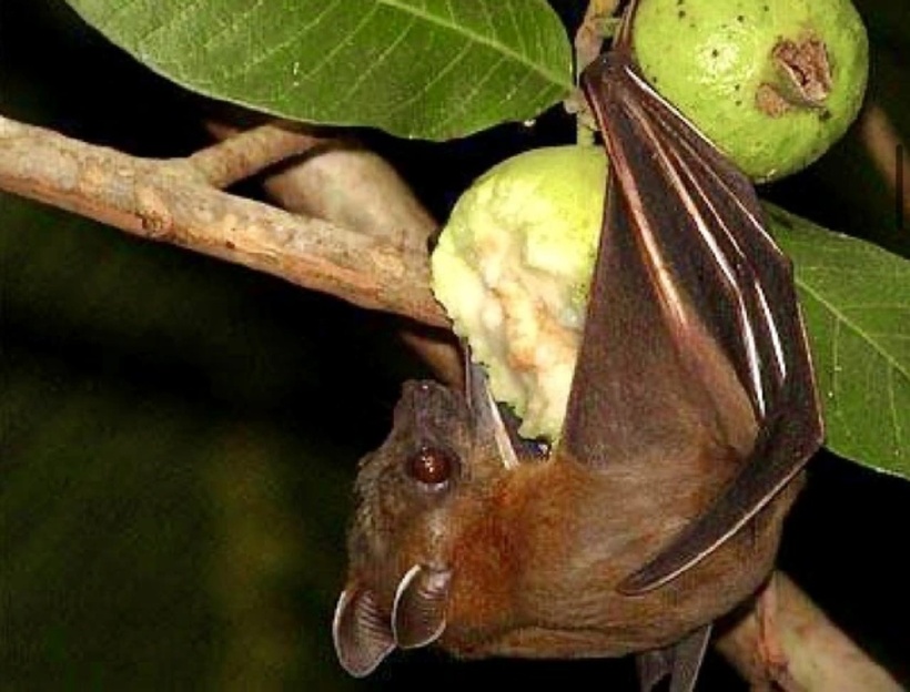 Người dân nên hạn chế sử dụng thịt từ động vật hoang dã phòng bệnh Nipah. Ảnh minh họa