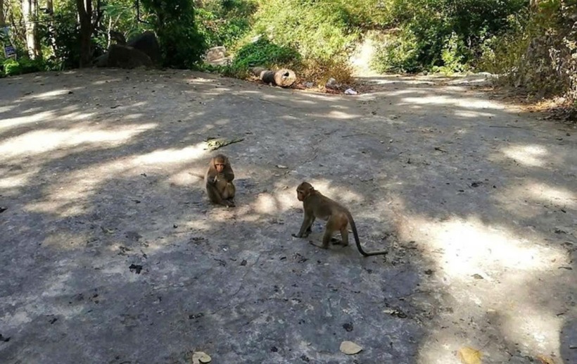 Khỉ hoang tràn xuống đường Vi Ba, phường Vũng Tàu, TP.HCM. (Ảnh: Tiền phong)
