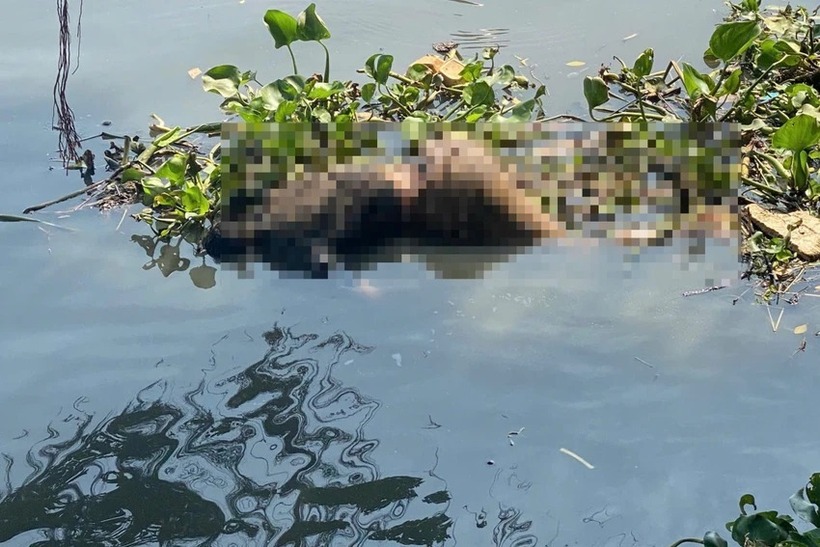 Thi thể trôi sông Sài Gòn. Ảnh: Báo Người lao động.