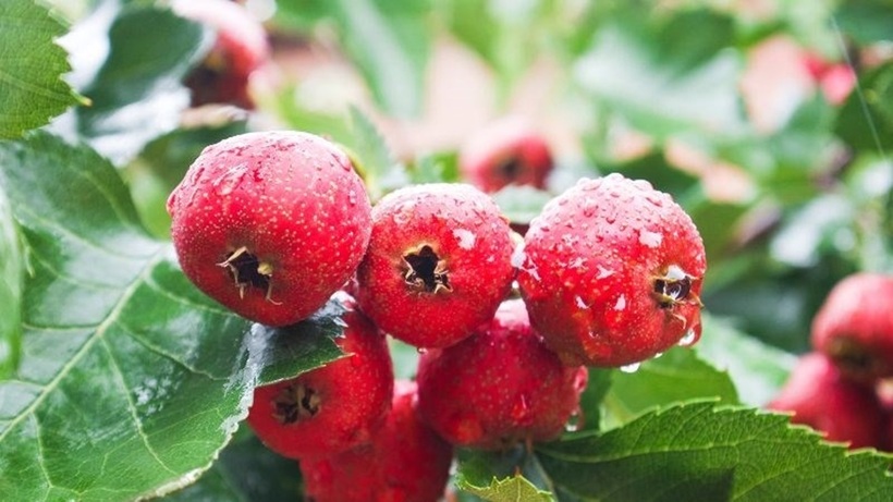 Táo gai (hay còn gọi là quả sơn tra) thường có vị chua chát, hậu ngọt nhẹ, được biết đến nhiều trong các vị thuốc Đông y giúp tiêu hóa tốt.