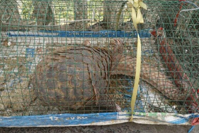 Cá thể tê tê quý hiếm được bàn giao. Ảnh: Dân trí