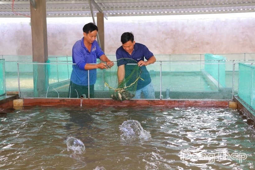 Trong thời gian tới, anh Nguyễn Ngọc Bách dự kiến sẽ liên kết với các hộ dân trong khu vực để mở rộng vùng nuôi. Ảnh: Báo Đồng Tháp