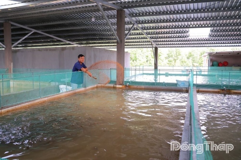 Anh Nguyễn Ngọc Bách xây bể bê tông nuôi cá. Ảnh: Báo Đồng Tháp