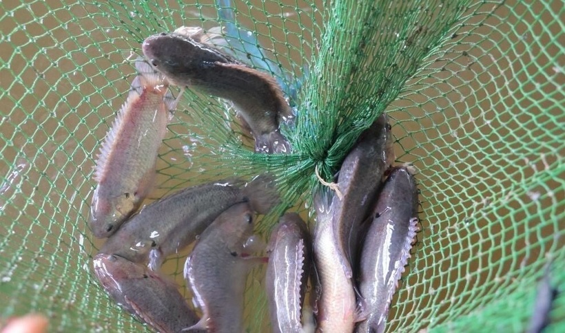 Cá rô đồng tại tranh trại của anh Bách. Ảnh: Dân Việt