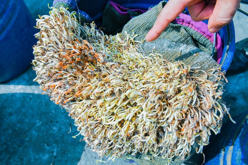 Sau 1 tháng kể từ khi phát hiện vụ việc. Ảnh: Báo Hải Phòng