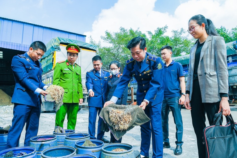 Giá đỗ bị lực lượng chức năng thu giữ trong 2 ngày 29 và 30/12/2025. Ảnh: Báo Hải Phòng