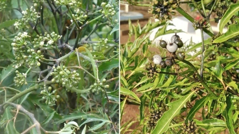 Hoa và quả đinh lăng tuy ít được nhắc đến nhưng vẫn có công dụng thanh nhiệt, hỗ trợ cơ thể nếu dùng đúng cách.