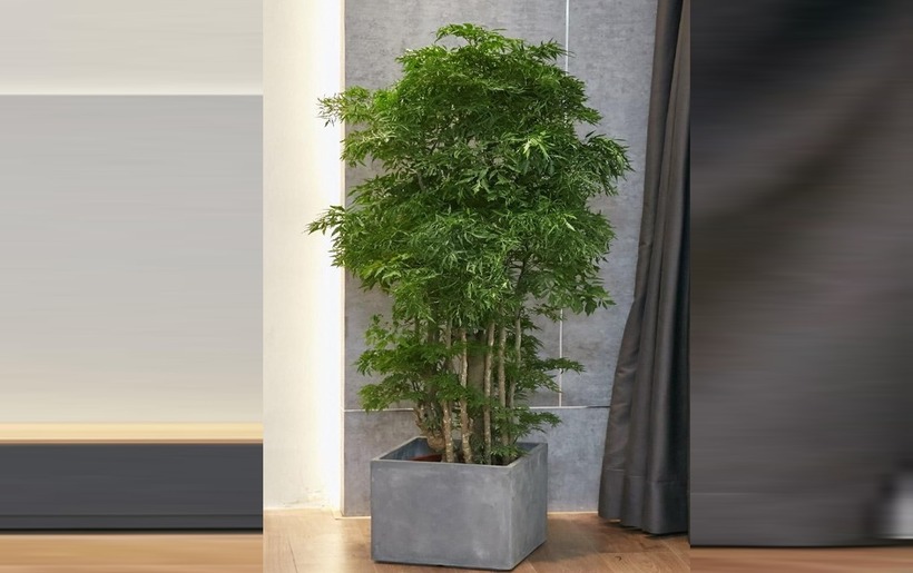 Hoa và quả đinh lăng dùng tốt khi hiểu đúng, dùng vừa phải, không nên lạm dụng như thuốc chữa bệnh.