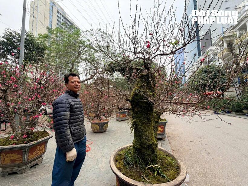 Anh Nguyễn Trân, chủ gian hàng đào tại chợ Cây Vạn Phúc.