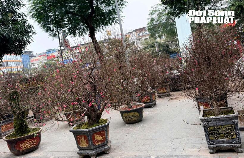 Gian hàng đào, quất Tết được bày bán sớm trên đường Tố Hữu (Hà Nội) nhưng lượng khách mua còn thưa thớt.