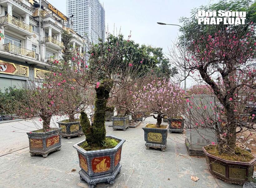 Chậu đào được bọc rêu quanh gốc và thân, tạo điểm nhấn lạ mắt cho người chơi Tết.Đào và có giá dao động từ 3–9 triệu đồng/chậu, tùy kích thước và dáng thế.