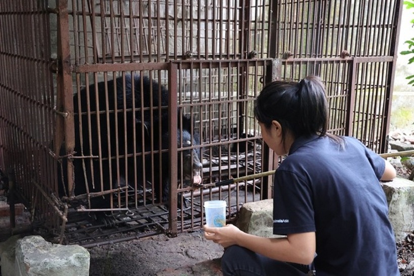 Hiện nay có 13 cá thể gấu đang được chăm sóc và nuôi dưỡng trong các khu bán tự nhiên tại Trung tâm Cứu hộ gấu Việt Nam thuộc Vườn quốc gia Bạch Mã. Ảnh: Sức khỏe & Đời sống