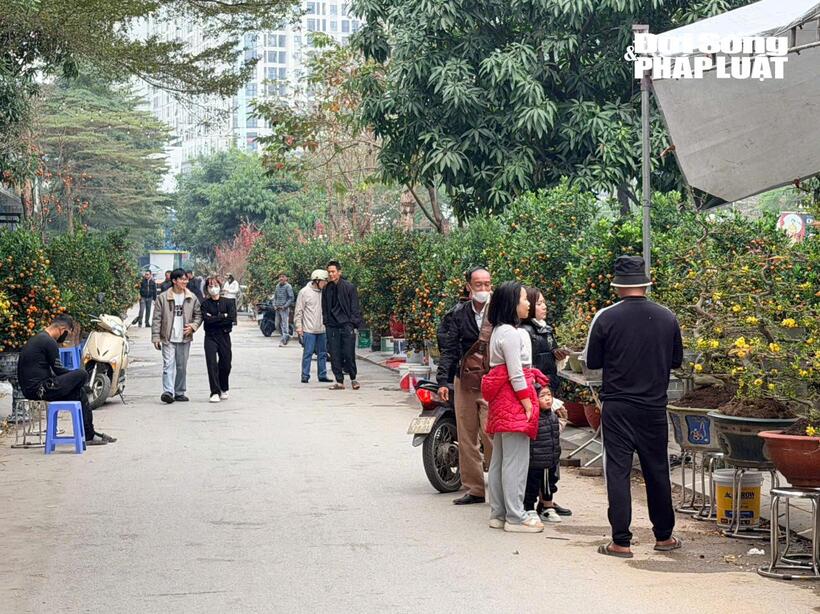 Thị trường đào, quất bước vào những ngày cao điểm giáp Tết 2026: Sức mua chậm, đào thế "độc lạ" thu hút quan tâm - 3