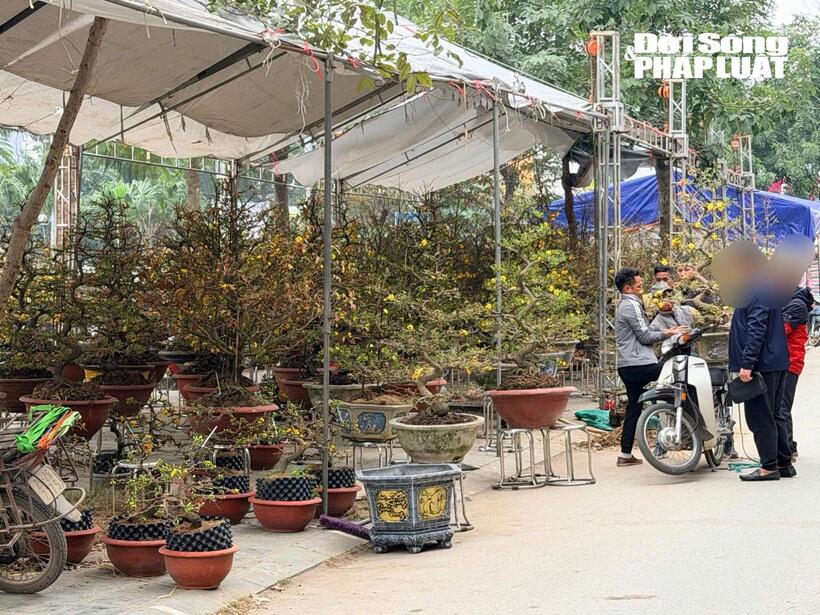 Tiểu thương kỳ vọng thị trường đào, quất sẽ sôi động hơn trong những ngày sát Tết Nguyên đán.