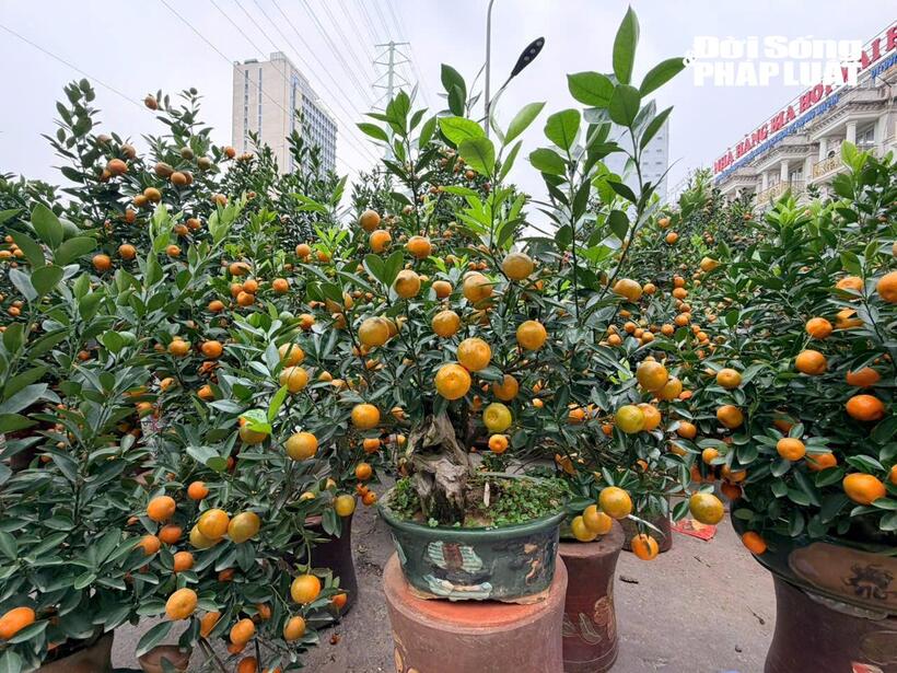 Nhiều chậu quất thế, quất mini được đưa ra thị trường, phục vụ đa dạng nhu cầu trang trí Tết.
